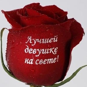 картинки с надписями розы онлайн картинки с надписями розы